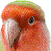 コザクラインコ・アイコン