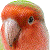 コザクラインコ・あいこん