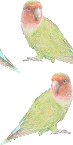 コザクラインコの壁紙／非営利無料イラスト