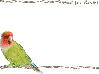 コザクラ インコの年賀状／非商用無料イラスト