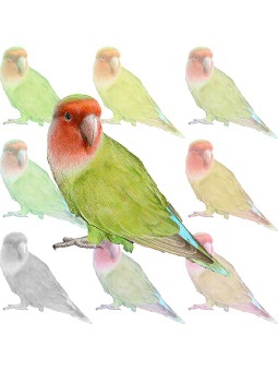 ポスカ・コザクラインコ／条件付フリー素材