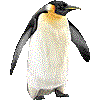 こうていぺんぎんのあいこん