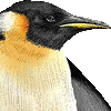 コウテイペンギン・あいこん