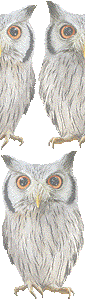 アフリカオオコノハズクの壁紙／非営利無料イラスト