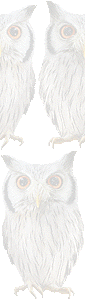 アフリカオオコノハズクの壁紙／条件付きフリー画像
