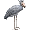 ハシビロコウ・あいこん