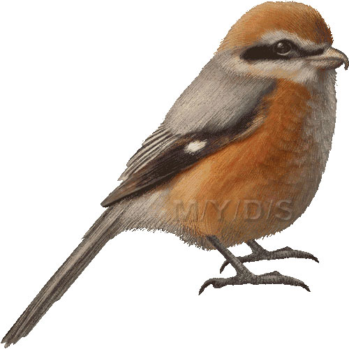 （百舌、百舌鳥、鵙）モズのイラスト／条件付フリー素材集