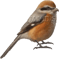 百舌鳥のイラスト／フリー素材（条件付）