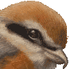 モズ・あいこん