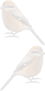 百舌鳥の壁紙／条件付きフリー画像