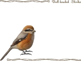 （百舌、百舌鳥、鵙）モズの年賀状／非商用無料イラスト