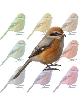ポスカ・百舌鳥／条件付フリー素材