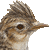 ヒバリのサムネイル