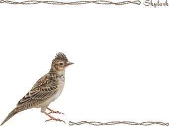 （雲雀、告天子、鷚）ヒバリの年賀状／非商用無料イラスト