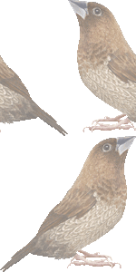 十姉妹の壁紙／フリー画像