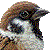 Tree Sparrow thumbnail