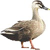 かるがものあいこん