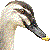 Spotbill thumbnail