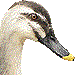カルガモ・アイコン