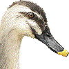 カルガモ・あいこん