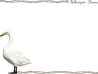 （大白鳥）オオ ハクチョウの年賀状／非商用無料イラスト