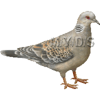 雉鳩のイラスト／フリー素材（条件付）