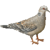 きじばとのあいこん