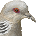 山鳩・アイコン