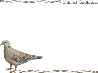 （雉鳩）キジバト・（山鳩）ヤマバト／ハトの年賀状／非商用無料イラスト