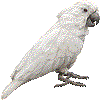 たいはくおうむのあいこん