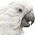 Umbrella Cockatoo thumbnail