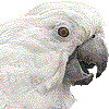 タイハクオウム・あいこん