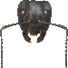 黒大蟻のアイコン