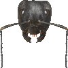 くろおおありのあいこん