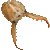 Doodlebug (Antlion Larva) thumbnail
