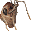 カマドウマ・あいこん