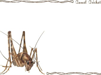 （竈馬）カマドウマ・便所コオロギの年賀状／非商用無料イラスト