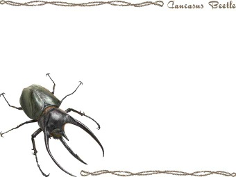 コーカサス オオカブト／かぶと虫の年賀状／非商用無料イラスト