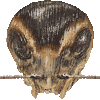 エンマコオロギ・あいこん
