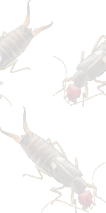 ヨーロッパクギヌキハサミムシの壁紙／無料イラスト