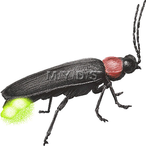 ゲンジボタルのイラスト／条件付フリー素材集