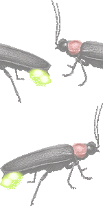 ゲンジボタルの壁紙／非営利無料イラスト