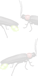 ホタルの壁紙／条件付きフリー画像