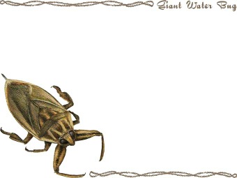 （台湾田鼈、水爬虫）タイワン タガメの年賀状／非商用無料イラスト