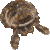 Brown Huntsman Spider thumbnail