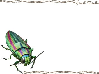 （大和玉虫）ヤマト タマムシの年賀状／非商用無料イラスト