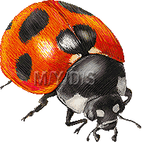 テントウ虫／無料素材集