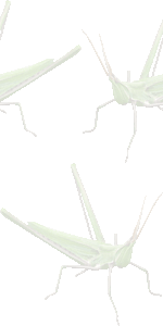 精霊蝗虫の壁紙／条件付きフリー画像