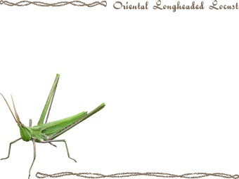 （精霊蝗虫）ショウリョウバッタの年賀状／非商用無料イラスト