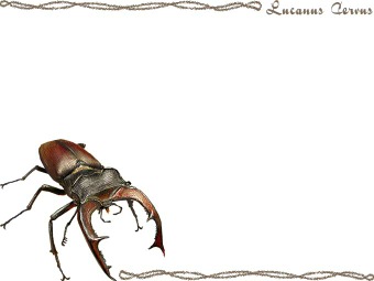 ヨーロッパ ミヤマクワガタの年賀状／非商用無料イラスト